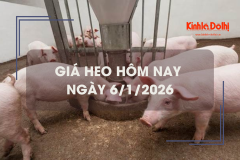 Giá heo hôm nay 6/1: tăng giảm trái chiều