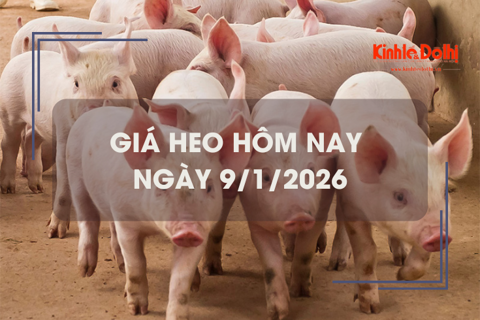 Giá heo hôm nay 9/1: tăng 1.000 - 2.000 đồng/kg