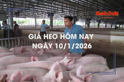 Giá heo hôm nay 10/1: tăng mạnh 1.000 - 3.000 đồng/kg