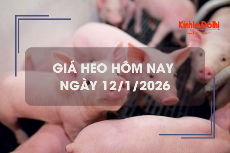 Giá heo hôm nay 12/1: tăng 1.000 - 2.000 đồng/kg trong ngày đầu tuần