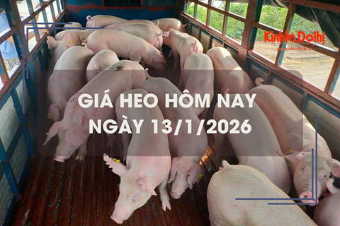 Giá heo hôm nay 13/1: cả nước tiếp đà tăng mạnh 1.000 - 3.000 đồng/kg