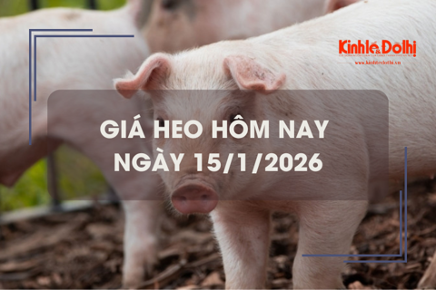 Giá heo hôm nay 15/1: miền Nam và miền Trung tăng 1.000 đồng/kg