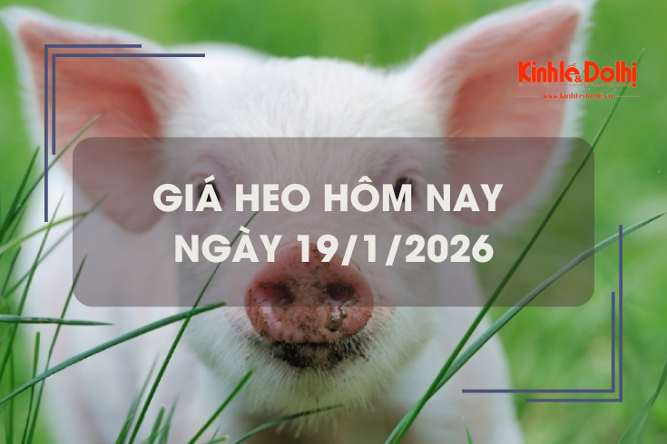 Giá heo hôm nay 19/1: miền Trung và miền Nam tăng 1.000 đồng/kg