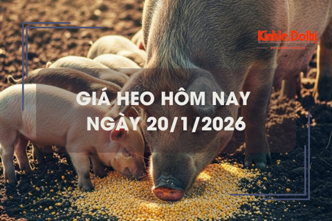 Giá heo hôm nay 20/1: tăng 1.000 đồng/kg trên cả 3 miền