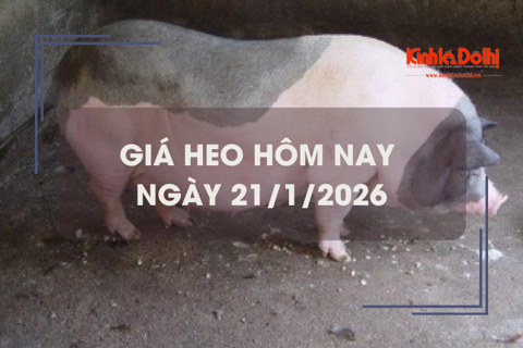 Giá heo hôm nay 21/1: tiếp đà tăng 1.000 - 2.000 đồng/kg trên cả nước