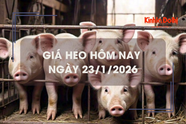 Giá heo hôm nay 23/1: tăng 1.000 - 2.000 đồng/kg trên cả 3 miền