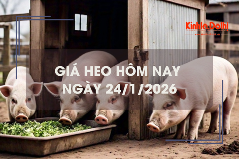 Giá heo hôm nay 24/1: miền Bắc chạm mốc 80.000 đồng/kg