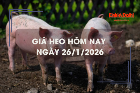 Giá heo hôm nay 26/1: tăng nhẹ 1.000 đồng/kg ngày đầu tuần