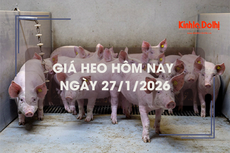 Giá heo hôm nay 27/1: tăng 1.000 - 2.000 đồng/kg trên cả 3 miền