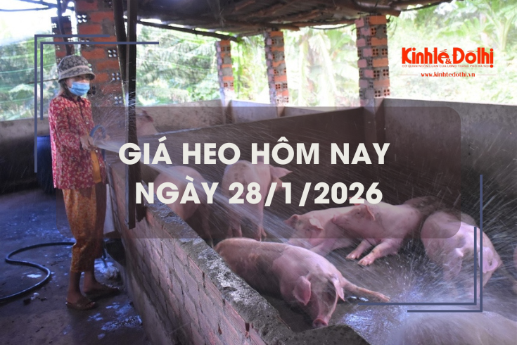 Giá heo hôm nay 28/1: tiếp đà tăng 1.000 đồng/kg