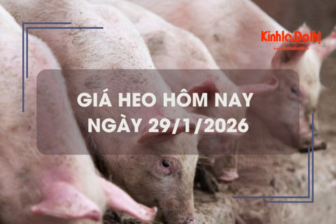 Giá heo hôm nay 29/1: biến động trái chiều
