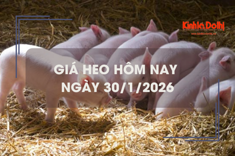 Giá heo hôm nay 30/1: tiếp đà giảm 1.000 đồng/kg