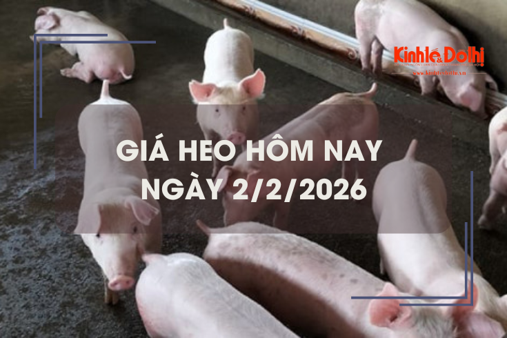Giá heo hôm nay 2/2: biến động trái chiều