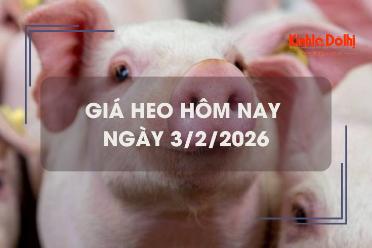 Giá heo hôm nay 3/2: giảm mạnh 1.000 - 4.000 đồng/kg trên cả 3 miền