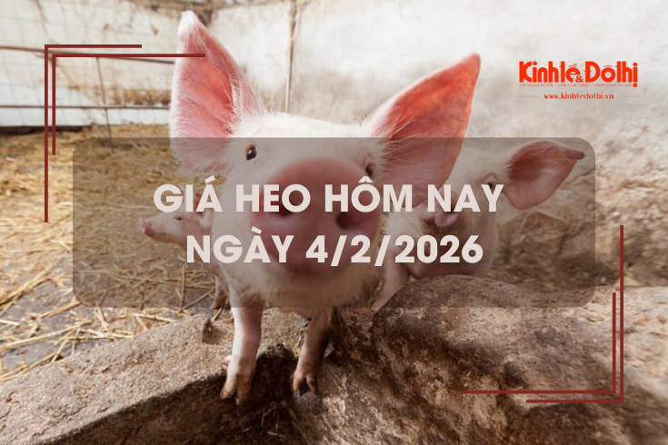 Giá heo hôm nay 4/2: tiếp đà giảm tại miền Bắc và miền Trung