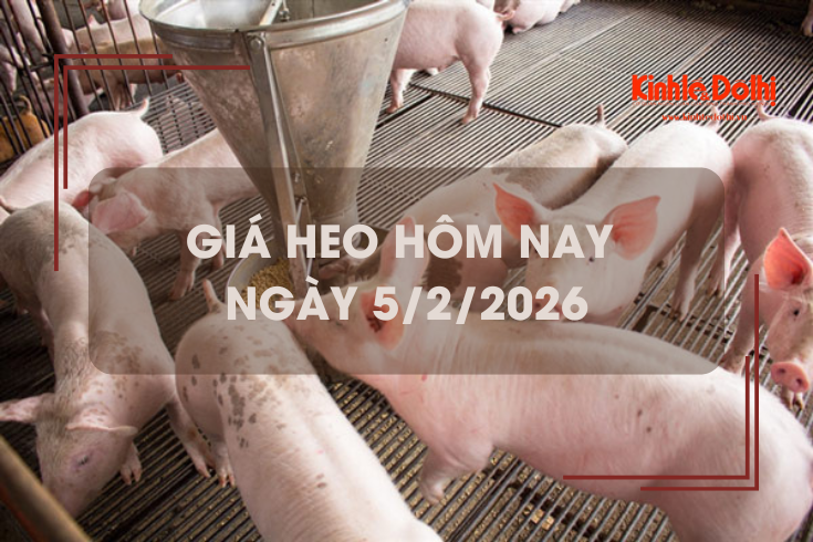 Giá heo hôm nay 5/2: tiếp tục giảm 1.000 đồng/kg