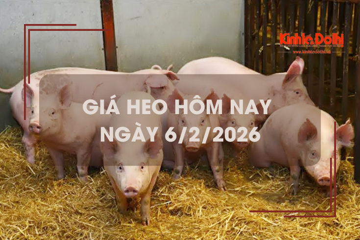 Giá heo hôm nay 6/2: tiếp đà giảm 1.000 - 2.000 đồng/kg
