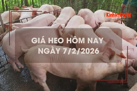 Giá heo hôm nay 7/2: miền Trung và miền Nam giảm 1.000 đồng/kg