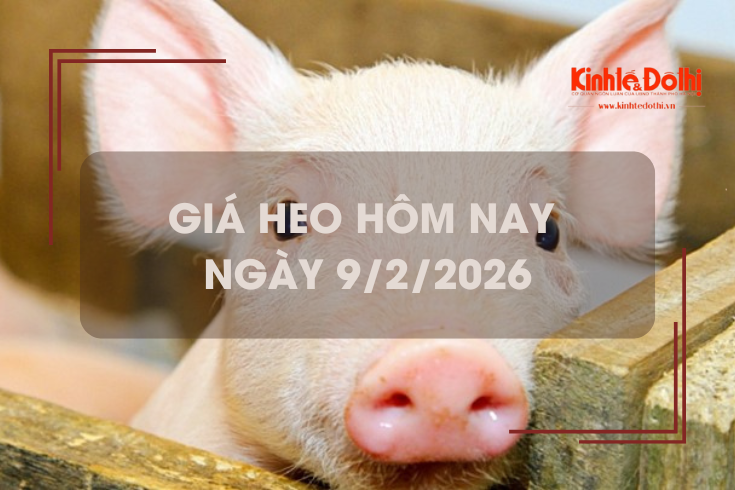 Giá heo hôm nay 9/2: giảm 1.000 đồng/kg trên cả 3 miền
