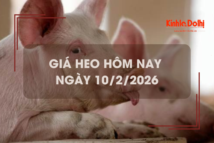 Giá heo hôm nay 10/2: giảm nhẹ 1.000 đồng/kg