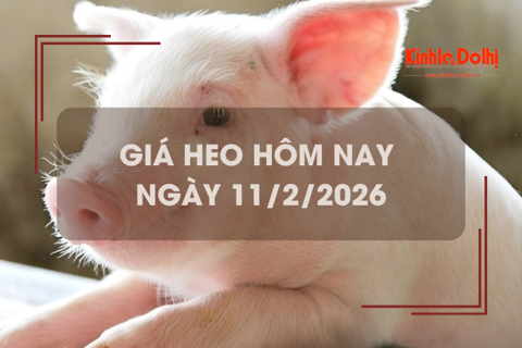 Giá heo hôm nay 11/2: giảm 1.000 - 2.000 đồng/kg
