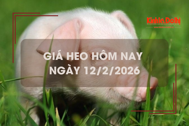 Giá heo hôm nay 12/2: tiếp đà giảm 1.000 - 2.000 đồng/kg