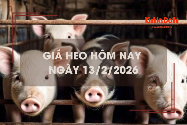Giá heo hôm nay 13/2: miền Nam giảm 1.000 đồng/kg