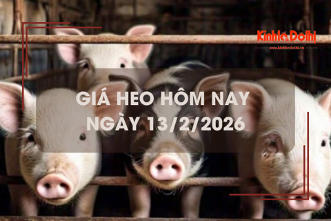 Giá heo hôm nay 13/2: miền Nam giảm 1.000 đồng/kg