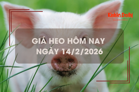 Giá heo hôm nay 14/2: đi ngang trên diện rộng
