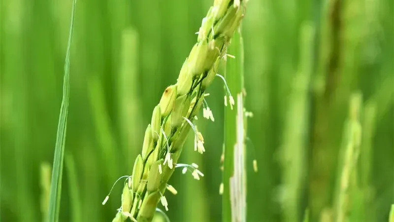 Hình ảnh 1