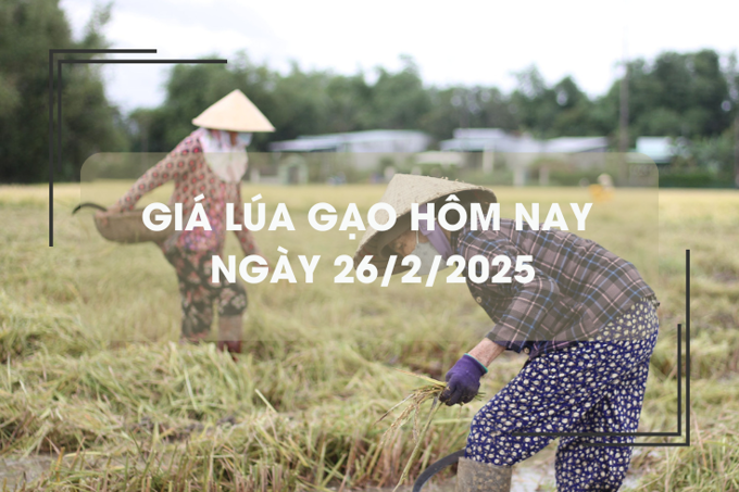 Giá lúa gạo hôm nay 26/2: giá gạo giảm nhẹ
