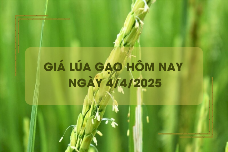 Giá lúa gạo hôm nay 4/4: lúa tươi biến động trái chiều
