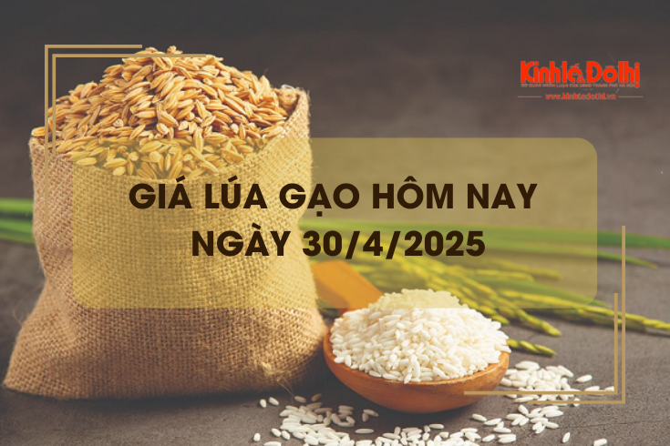 Giá lúa gạo hôm nay ngày 30/4: lúa tươi giảm nhẹ