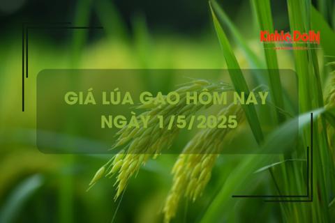 Giá lúa gạo hôm nay 1/5: giao dịch chậm, giá vững
