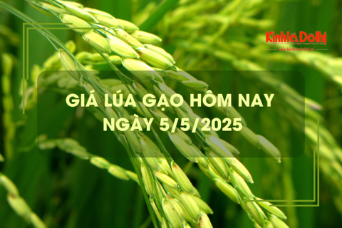 Giá lúa gạo hôm nay 5/5: giao dịch trầm lắng
