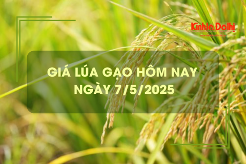 Giá lúa gạo hôm nay 7/5: lúa tươi giảm nhẹ
