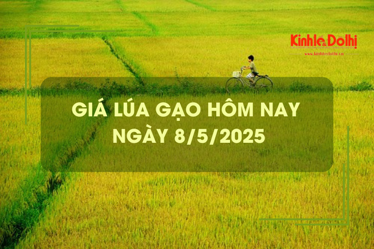 Giá lúa gạo hôm nay 8/5: lúa tươi tiếp đà giảm
