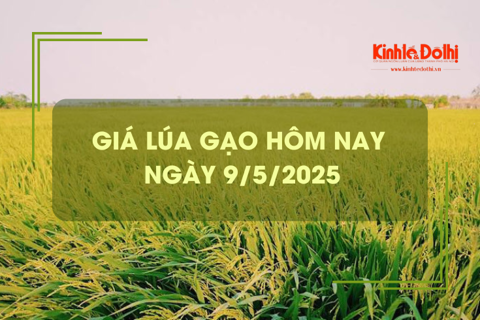 Giá lúa gạo hôm nay 9/5: gạo xuất khẩu tăng nhẹ