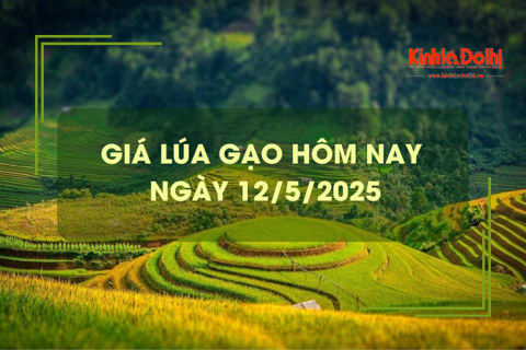 Giá lúa gạo hôm nay 12/5: giá gạo xuất khẩu giảm 20%
