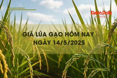 Giá lúa gạo hôm nay 14/5: lúa tươi quay đầu giảm nhẹ