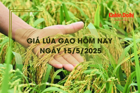 Giá lúa gạo hôm nay 15/5: lúa giảm, gạo tăng