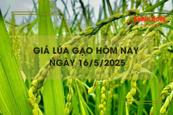 Giá lúa gạo hôm nay 16/5: lúa tươi quay đầu tăng giá