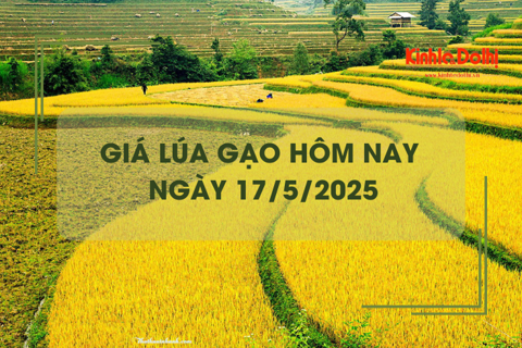 Giá lúa gạo hôm nay 17/5: lúa tươi giảm nhẹ