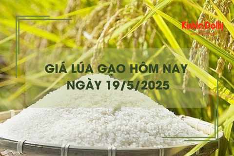 Giá lúa gạo hôm nay 19/5: gạo xuất khẩu tăng trở lại
