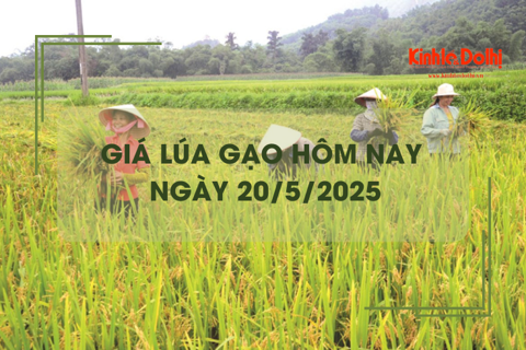 Giá lúa gạo hôm nay 20/5: giá gạo giảm nhẹ
