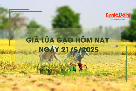 Giá lúa gạo hôm nay 21/5: biến động không đồng nhất
