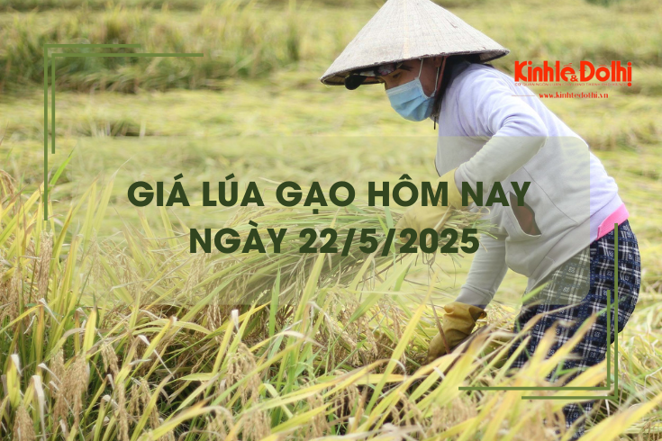 Giá lúa gạo hôm nay 22/5: gạo nguyên liệu giảm