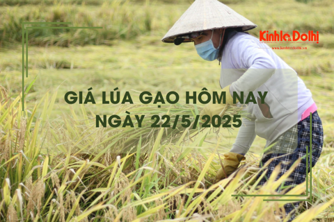 Giá lúa gạo hôm nay 22/5: gạo nguyên liệu giảm
