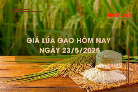 Giá lúa gạo hôm nay 23/5: lúa tươi giảm nhẹ