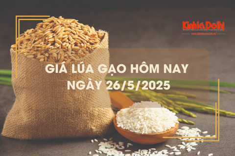 Giá lúa gạo hôm nay ngày 26/5: nguồn lúa Hè Thu sớm ít
